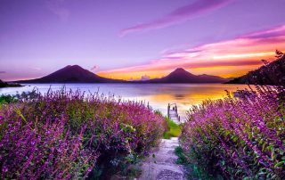 Purple landscape